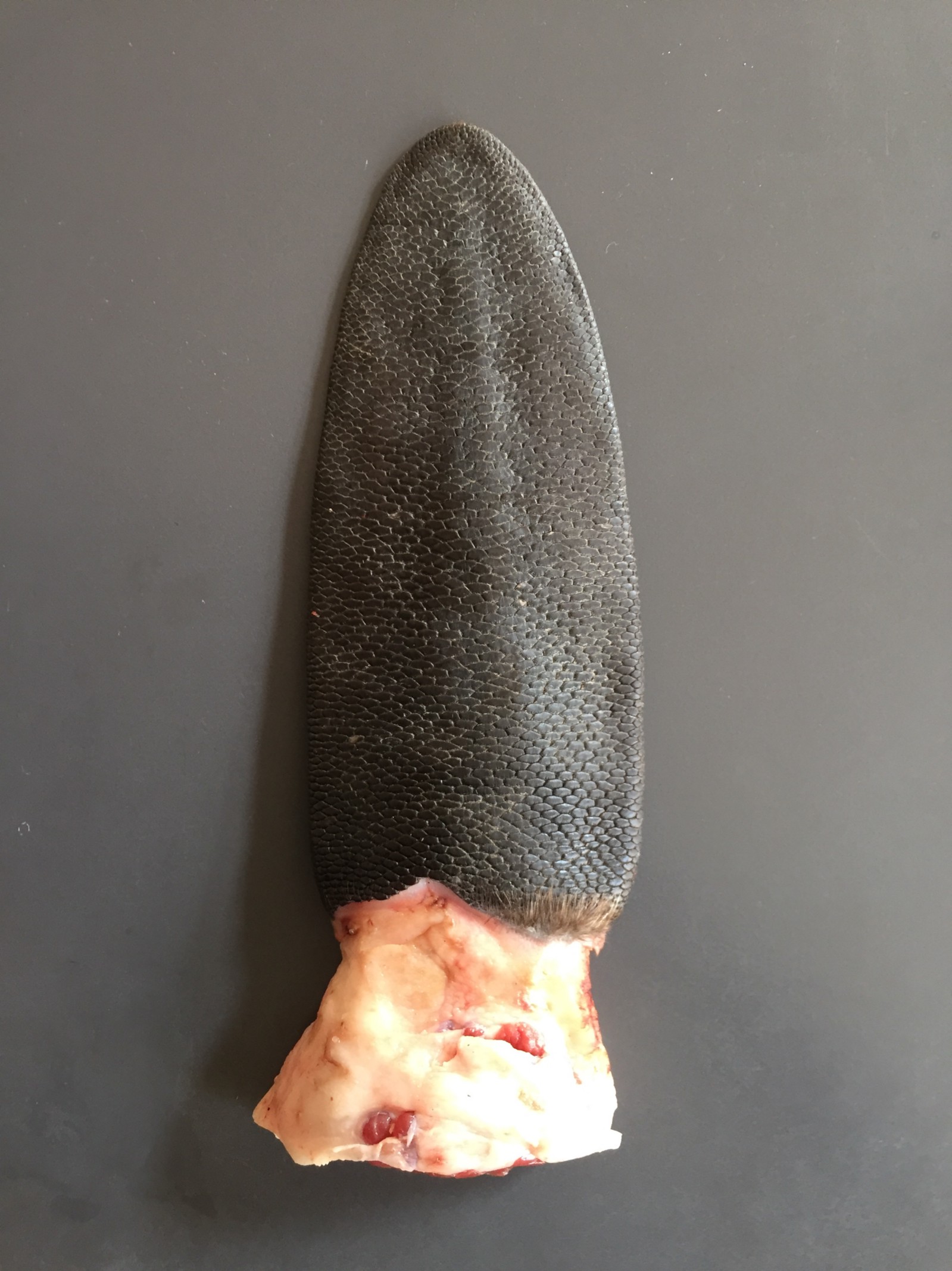 1*QOoj2ATV4YshzsawlVgklA